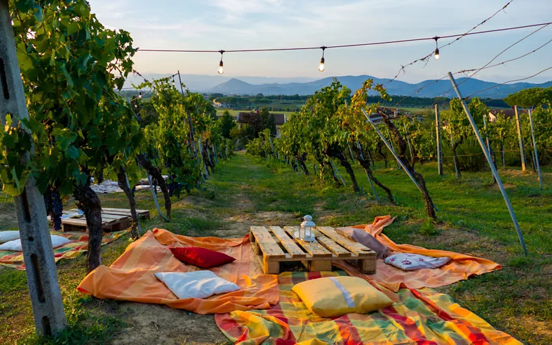 Picnic in the Vineyard